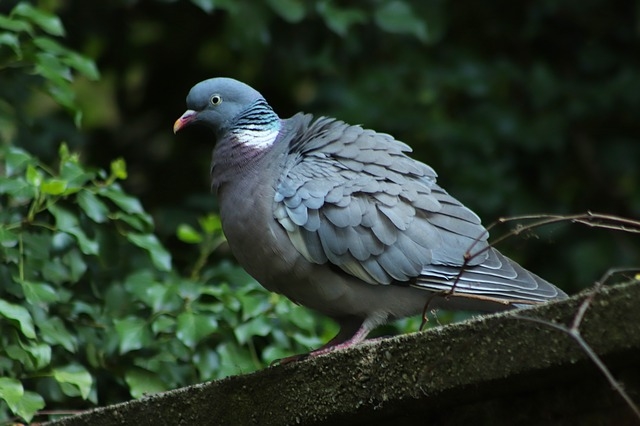 Houtduif